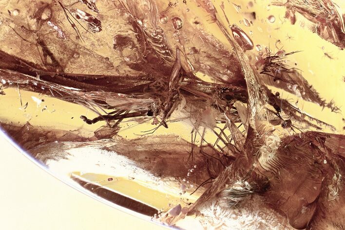 Fossil Dark-Winged Fungus Gnats and True Midges in Baltic Amber #325462